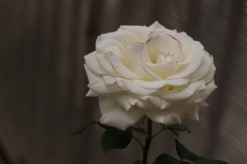 primer plano de la rosa blanca con pequeñas rayas fucsia sobre un fondo oscuro natural