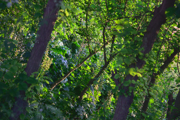 Zona frondosa de un pequeño bosque