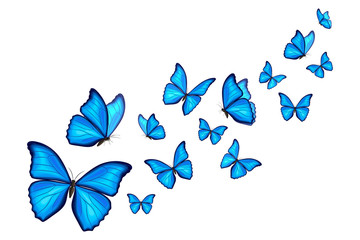 Naklejka na ściany i meble Blue morpho butterflies fly on white background. Vector illustration. Decorative print.