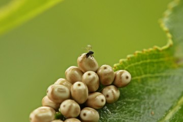 Erzwespe legt Eier in Gelege des Brombeerspinners (Macrothylacia rubi)