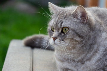 Grey scottish straight cat sitting outside.