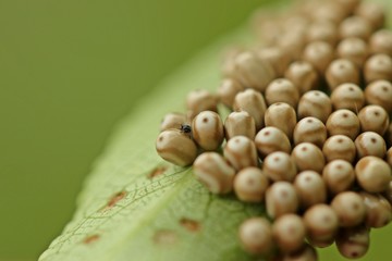 Erzwespe legt Eier in Gelege des Brombeerspinners (Macrothylacia rubi)