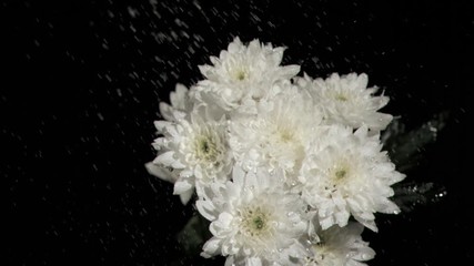 Bunch of white chrysanthemums in super slow motion receiving drops - Powered by Adobe