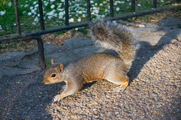 Photo of a little and beautiful squirrel in the park in London