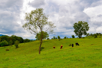 Cows grazing in a pasture under a cloudy sky eat green juicy grass. Agriculture concept