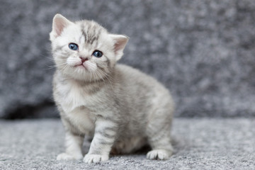 Fototapeta premium grey scottish kitten