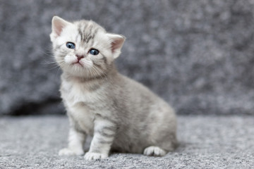 Fototapeta na wymiar grey scottish kitten