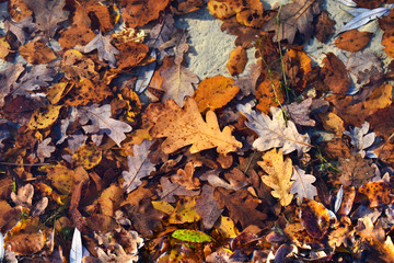 Brown autumn leaf fell on the water of the lake. Autumn.