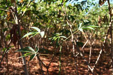 Plantação de Mandioca