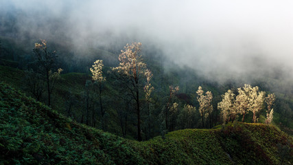 Fototapeta premium Foggy morning around Ijen volcano on Java island, Indonesia. Another planet landscape