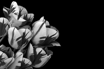 Bouquet of white-black tulips on a black background.Flat lay.Copy space.Concept of decorating wallpapers, surfaces, calendars.