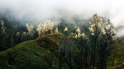 Foggy morning around Ijen volcano on Java island, Indonesia. Another planet landscape