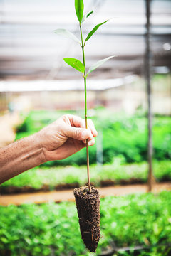A farmer holding seedling in plant nursery. Tropical rain forest reforestation facility.