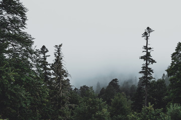 ambient fog in the forest envelops trees in the evening atmosphere mysterious mystical landscape