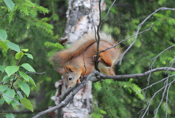 Fluffy squirrel in the city park