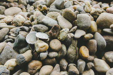 Old mollusc shells lying on pebbles or stones