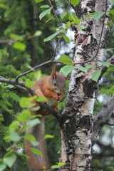 Fluffy squirrel in the city park
