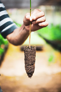 A farmer holding seedling in plant nursery. Tropical rain forest reforestation facility.