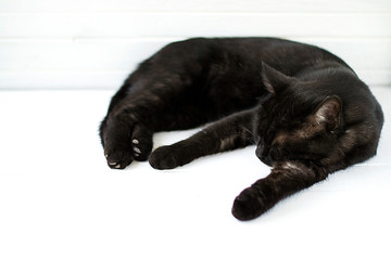 The black cat lies on white boards. Selective focus.