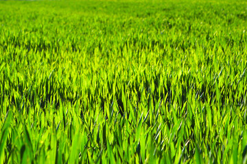 Juicy green spring grass. Abstract Summer background texture of colorful green high vegetation. soft focus. New close-up bright green grass in park or football pitch or golf yard.