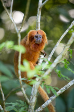 Mico- Le&atilde;o-Dourado em seu habitat natural. Esp&eacute;cie em risco de extin&ccedil;&atilde;o. Esp&eacute;cie End&ecirc;mica do Brasil. 