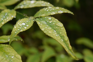 Fototapeta na wymiar Fresh raindrops atop some leaves