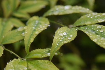 Freshly hit raindrops atop some leaves