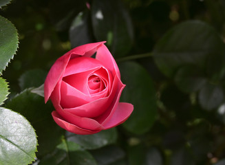 Belle rose rose