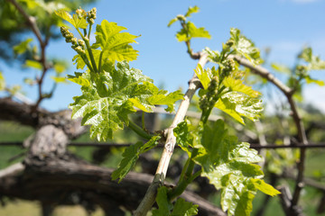 Close up grapes in Hungary in spring