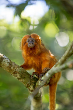 Mico- Le&atilde;o-Dourado em seu habitat natural. Esp&eacute;cie em risco de extin&ccedil;&atilde;o. Esp&eacute;cie End&ecirc;mica do Brasil. 