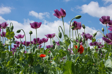 Close up of a beautiful purple poppy field witha blue sky with clouds in Hungary