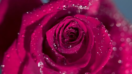 Close up of a raindrop falling on a pink rose - Powered by Adobe