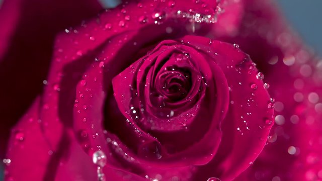 Close up of a raindrop falling on a pink rose