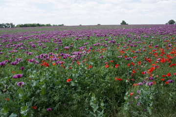 Purple poppy field in Hungary
