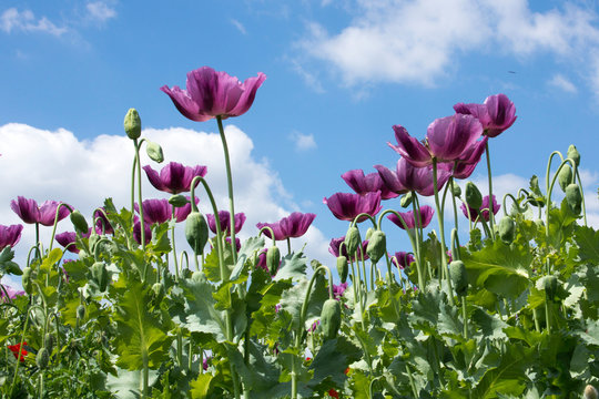 Close up of a beautiful purple poppy field witha blue sky with clouds in Hungary