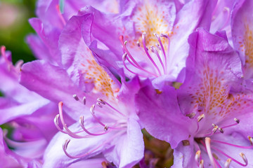 Details of the pistils and stamens of large violet-colored flowers of a rhododendron in the park De Horsten in Wassenaar, the Netherlands