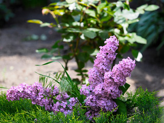 Sprigs of lilac in the juniper. The flowering lilac Bush grows together with the juniper Bush