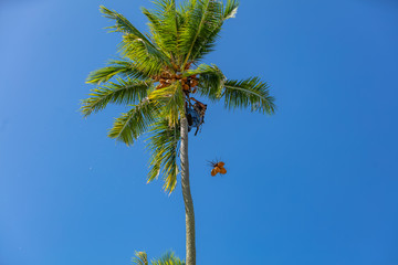 Grimpeur de cocotiers des iles