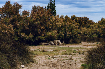 Rhinos resting in the shade