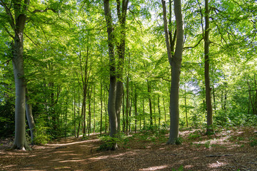 Fototapeta na wymiar The bright spring sun is filtered through the fresh canopy of this gently sloping forest in the park De Horsten in Wassenaar, the Netherlands.
