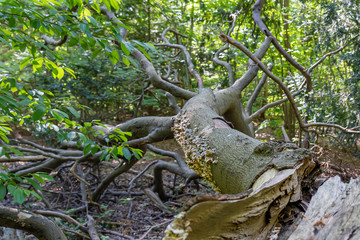 Fototapeta na wymiar The bare crown of a dead fallen tree with growth of fungi in the park De Horsten in Wassenaar, the Netherlands