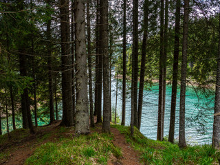 Obraz premium Lake with turquoise water and green trees and mountains. Old trees in the mountain lake. reservation.Altai mountains, Siberian clear blue water lake and pine forest. Baikal Lake landscape