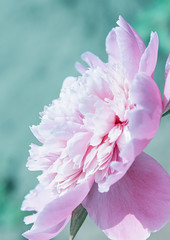 Delicate pink peony flower close-up on a tinted green background.