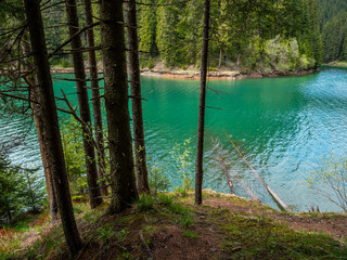 Lake with turquoise water and green trees and mountains. Old trees in the mountain lake. reservation.Altai mountains, Siberian clear blue water lake and pine forest. Baikal Lake landscape