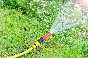 View of a watering hose from which water pours against a lawn with flowers of daisies.