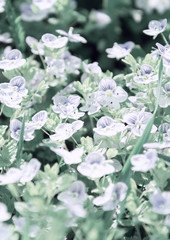 View of the meadow of white wildflowers. Toning. Plant concept, background.