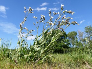 Fototapeta premium Silene latifolia, the white campion, a dioecious flowering plant in the family Caryophyllaceae, native to most of Europe, Western Asia and Northern Africa