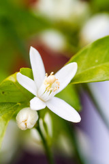 Obraz premium Orange blossom flowers in natural light