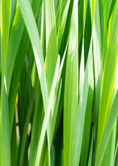 Fototapeta na wymiar View of the dense tall green grass. Concept background, plants.