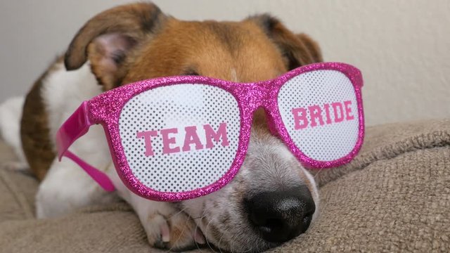 Dog wearing sparkly sunglasses saying team bride. Funny shot of an adorable jack russell terrier ready to celebrate a bachelorette party or wedding shower in style. 